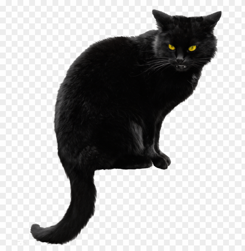 black cat png file png images background - Image ID 5974