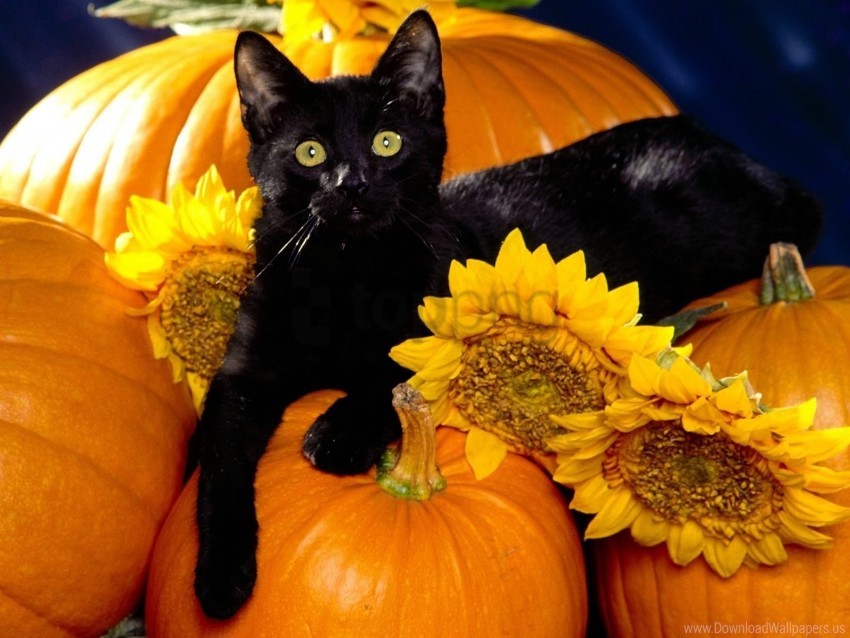 Black Cat Pumpkin Sit Wallpaper Background Best Stock Photos