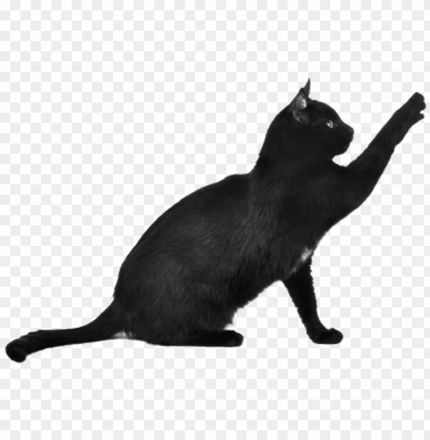 black cat scratching - black and white cat transparent background PNG image with transparent background@toppng.com