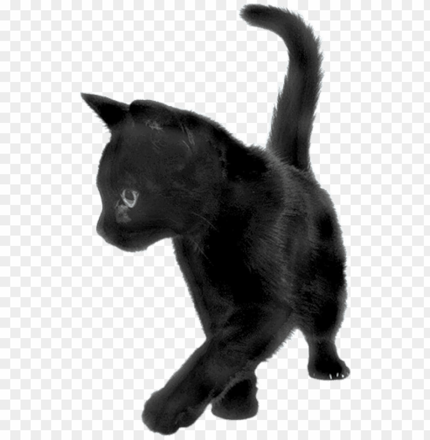 animals, cats, black cat sideview, 
