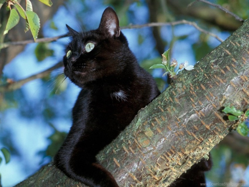 free PNG black, cat, sit, tree wallpaper background best stock photos PNG images transparent