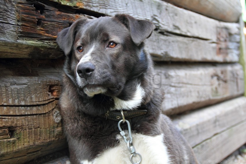 dog, canine, pet, brown fur, black and white, animal, companion