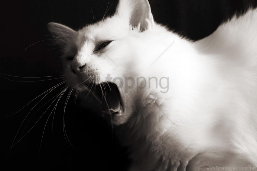 Black Color Face Hair Jaws Language Meow Whiskers White Wallpaper Background Best Stock Photos
