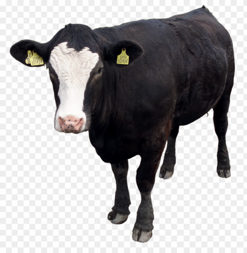 black cow png images background - Image ID 9690