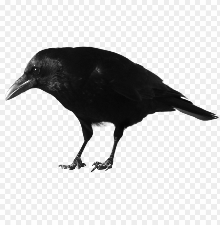 Black Crow Standing Png Images Background - Image ID 9615