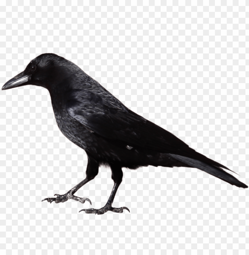Download black crow standing png images background@toppng.com
