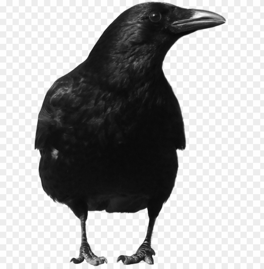 black crow standing png images background - Image ID 10005