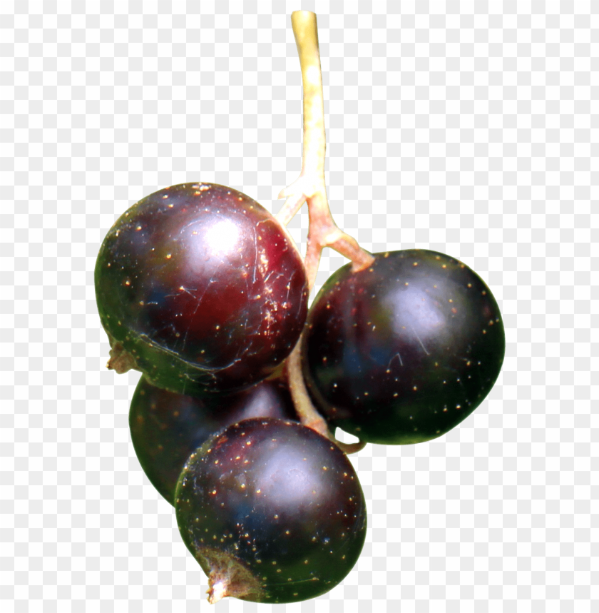 
fruits
, 
berry
, 
berries
, 
black currant
, 
currants

