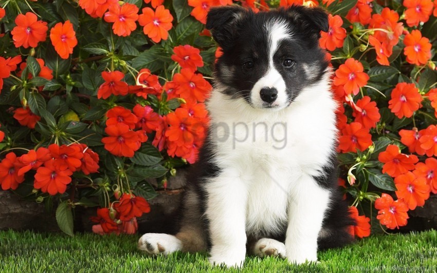 black dog flowers puppy spotted white wallpaper background best stock photos - Image ID 157358