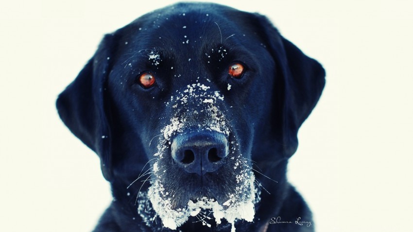 black dog snout snow wallpaper background best stock photos - Image ID 160858