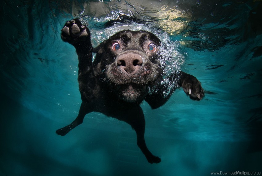 black, dog, swimming, underwater, water wallpaper background best stock  photos | TOPpng