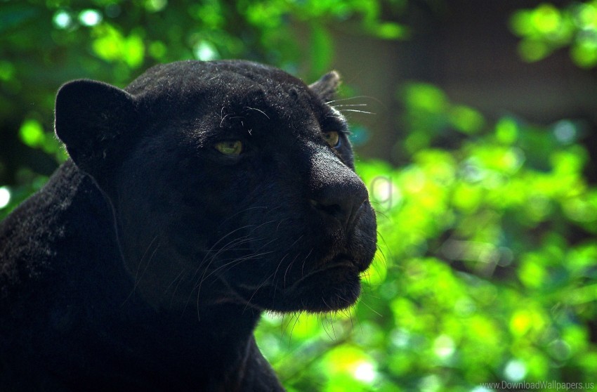 black face glare panther predator wallpaper background best stock photos - Image ID 149528