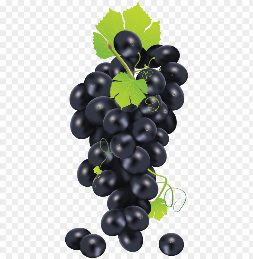 black grape png image grape vector PNG transparent with Clear Background ID 193040