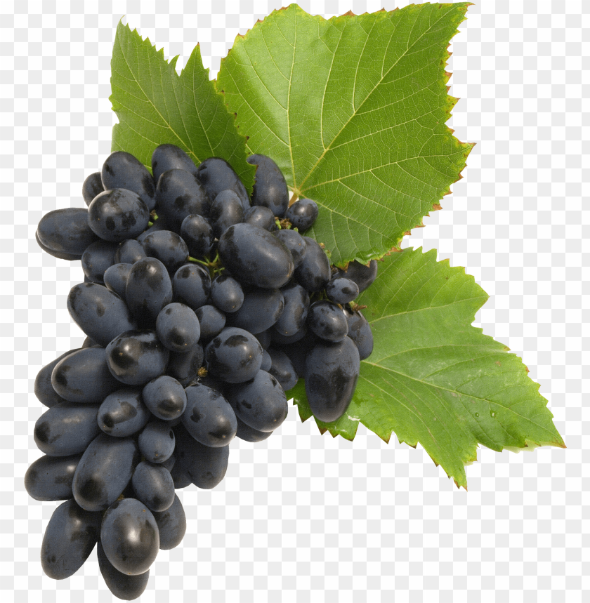 
grape
, 
berry
, 
grapes
, 
fruit
, 
black grapes
