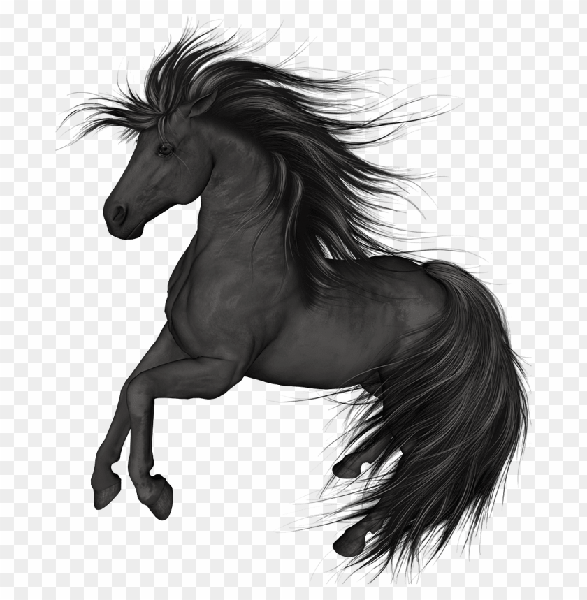 black, horse
