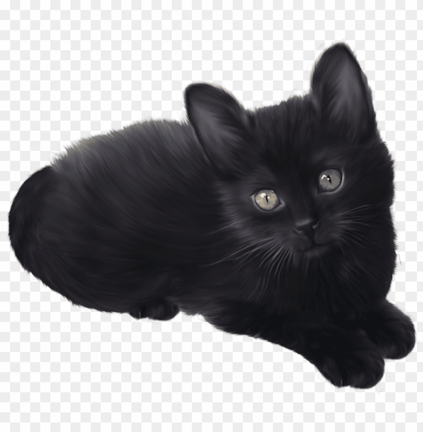 black, kitten
