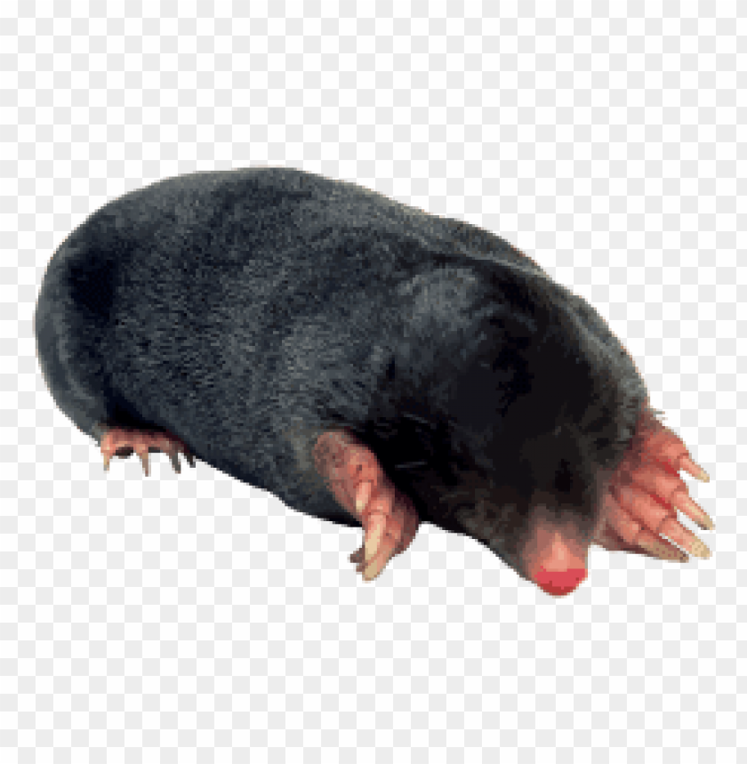 animals, moles, black mole, 