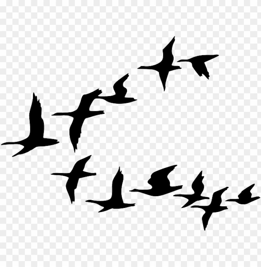 Black Outline Canada Drawing Silhouette White Birds Flying