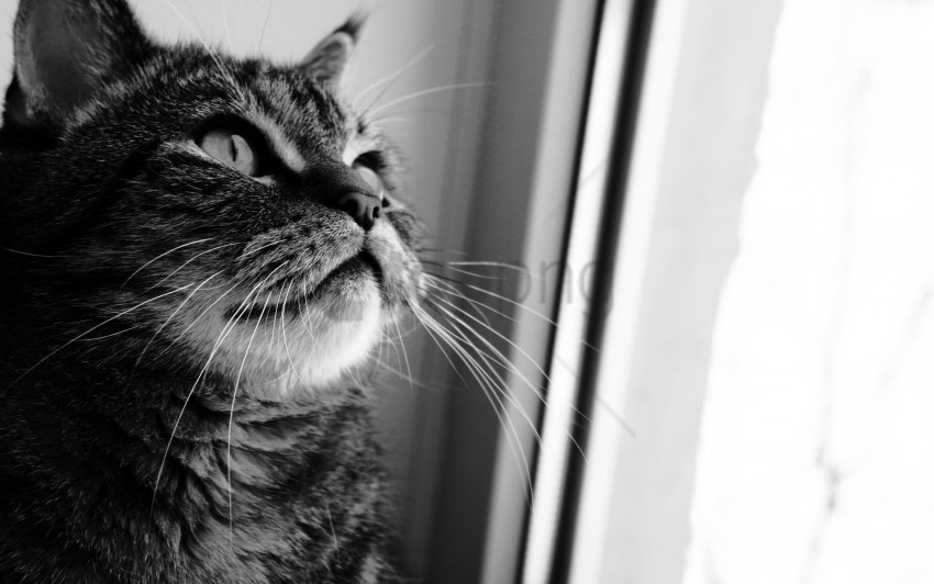 black white cat curiosity face window wallpaper background best stock photos - Image ID 159542