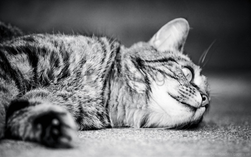 black white cat lying monochrome sleeping wallpaper background best stock photos - Image ID 160234
