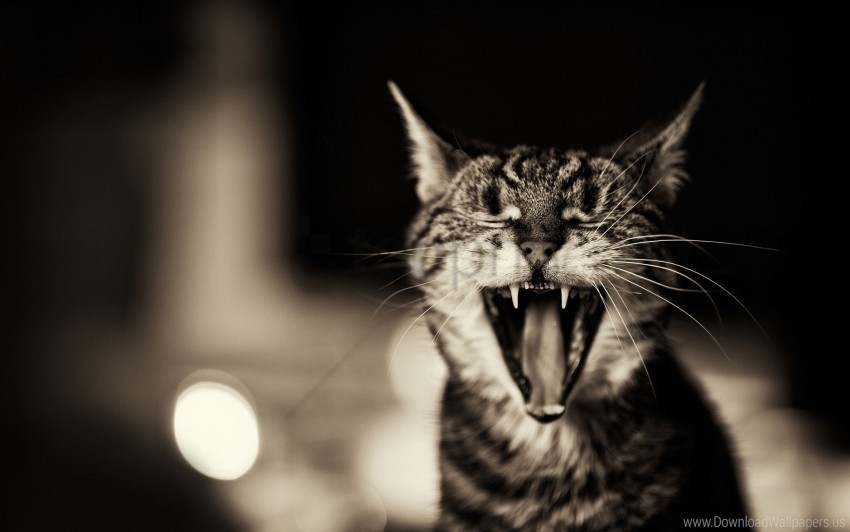 Black White Cat Screaming Yawn Wallpaper Background Best Stock Photos