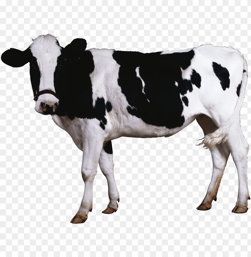 Black-white Cow Png Images Background - Image ID 10164 | TOPpng