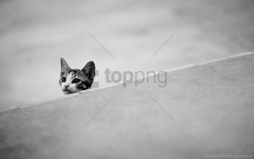 black white ears kitten muzzle wallpaper background best stock photos - Image ID 160199