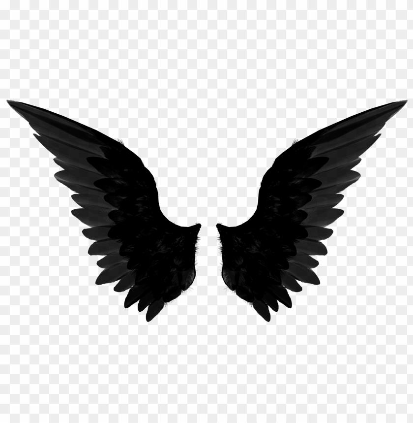 
wings
, 
feather
, 
fin
, 
limb
, 
breeder
, 
black wings
