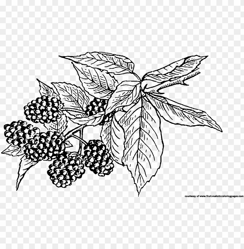 Blackberry Clipart Berry Plant - Blackberry Fruit Black White PNG Transparent With Clear Background ID 217088