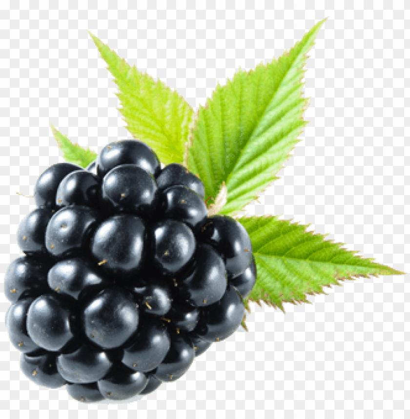 Blackberry Png - Blackberry Fruit No Background PNG Transparent With Clear Background ID 255546