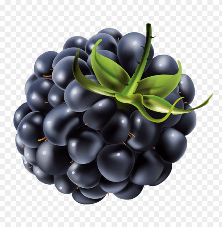 blackberry png vector png - Free PNG Images ID 51422