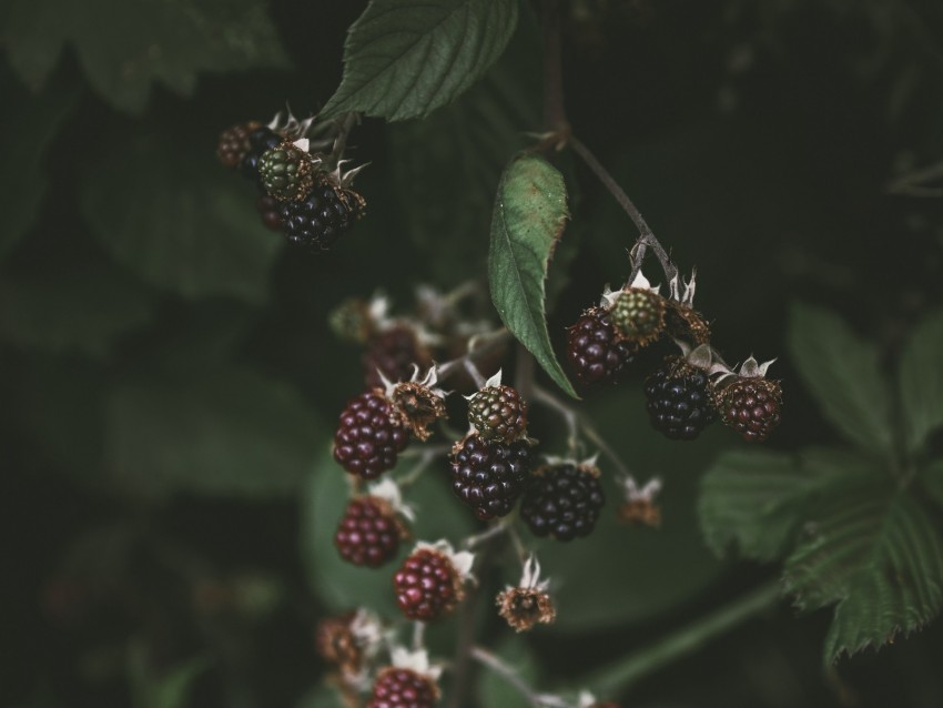 blackberry, raspberry, berries, macro, blur