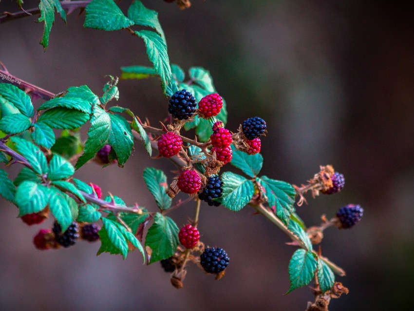 Blackberry Raspberry Berry Branch Bush Png - Free PNG Images