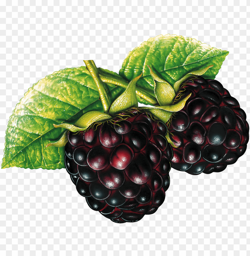 
blackberry
, 
berry
, 
fruit
, 
delicious
, 
drawing
