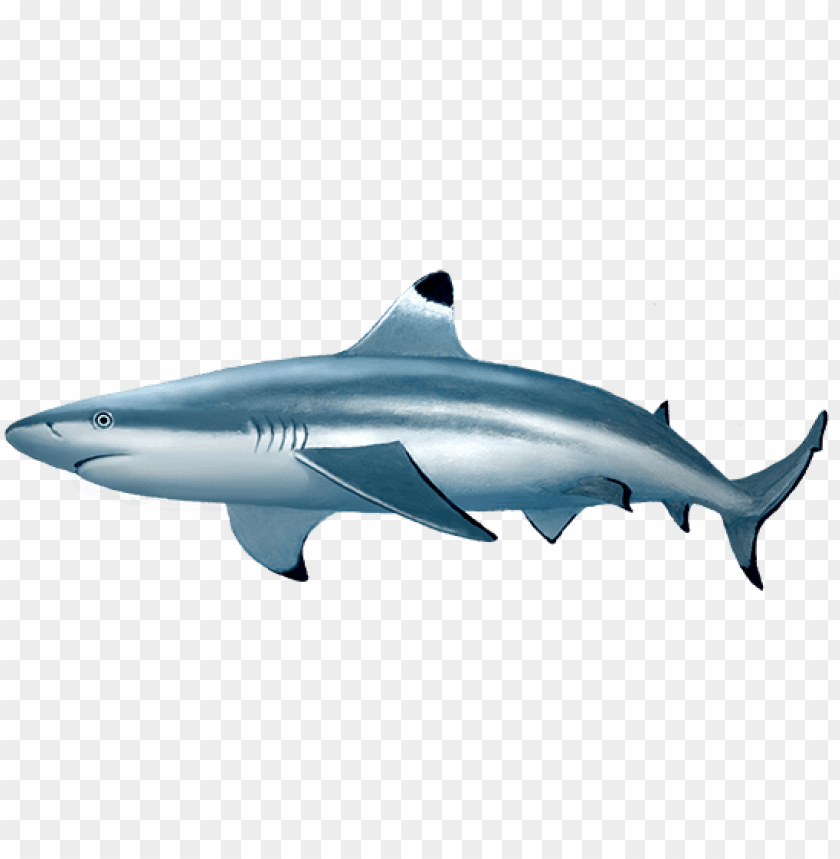 Blacktip Reef Shark Blacktip Reef Shark Transparent Png Image With Transparent Background Toppng