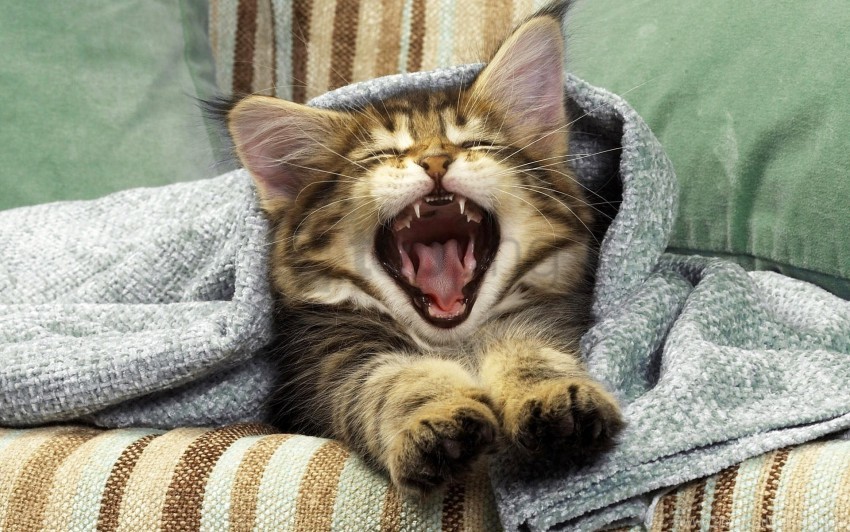 Blanket Cat Kitten Mouth Yawning Wallpaper Background Best Stock Photos