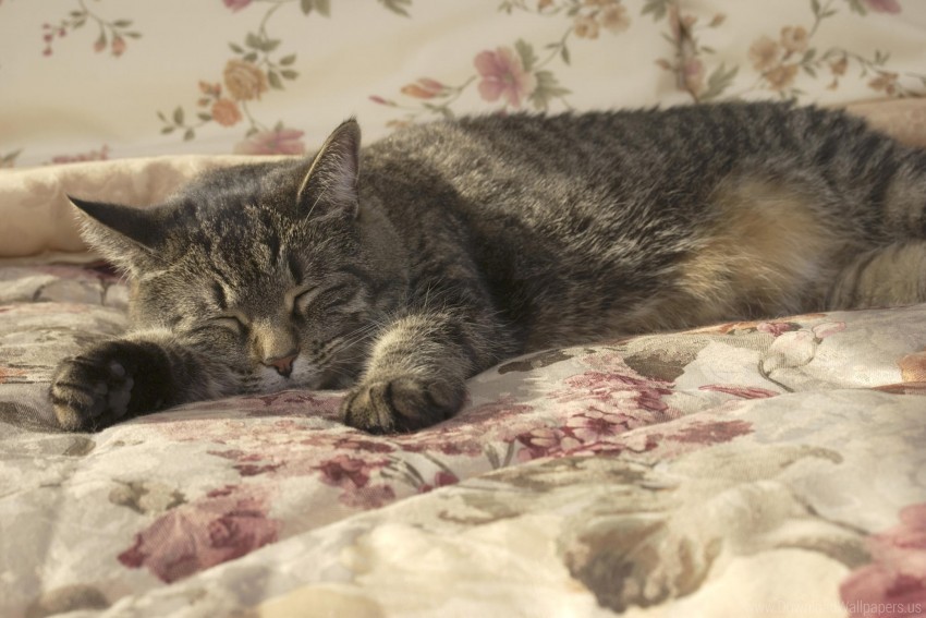 blanket cat lying sleeping wallpaper background best stock photos - Image ID 160921