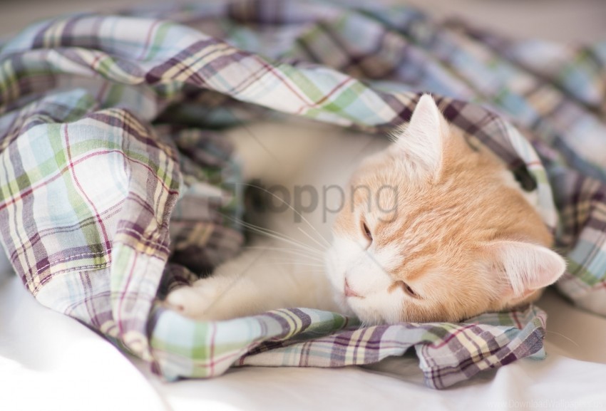 blanket darling kitten sleep wallpaper background best stock photos - Image ID 160724