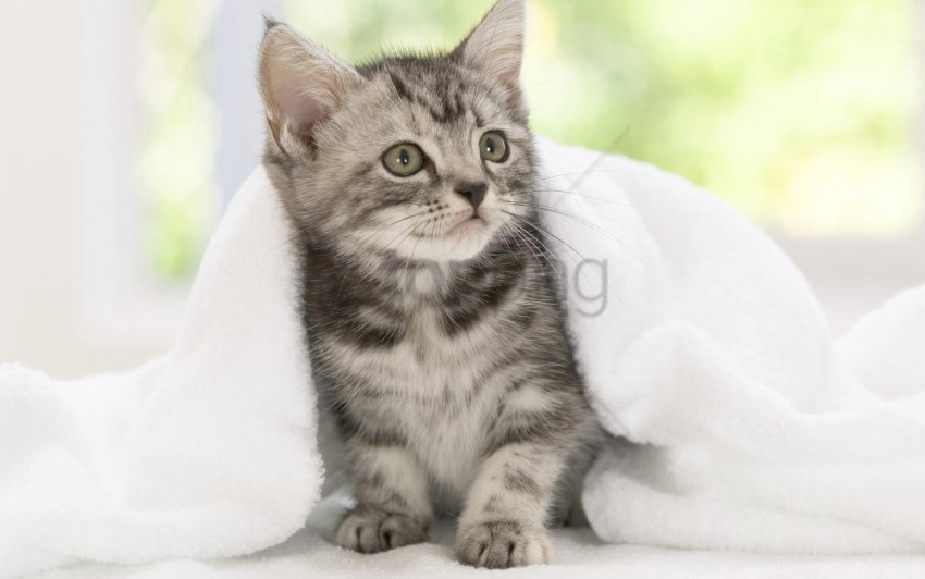 blanket kitten look waiting wallpaper background best stock photos - Image ID 160230