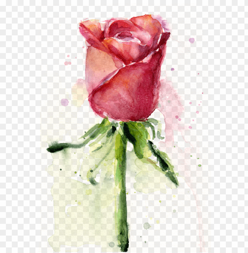 blood, watercolor flower, roses, water color, love, watercolor flowers, flowers