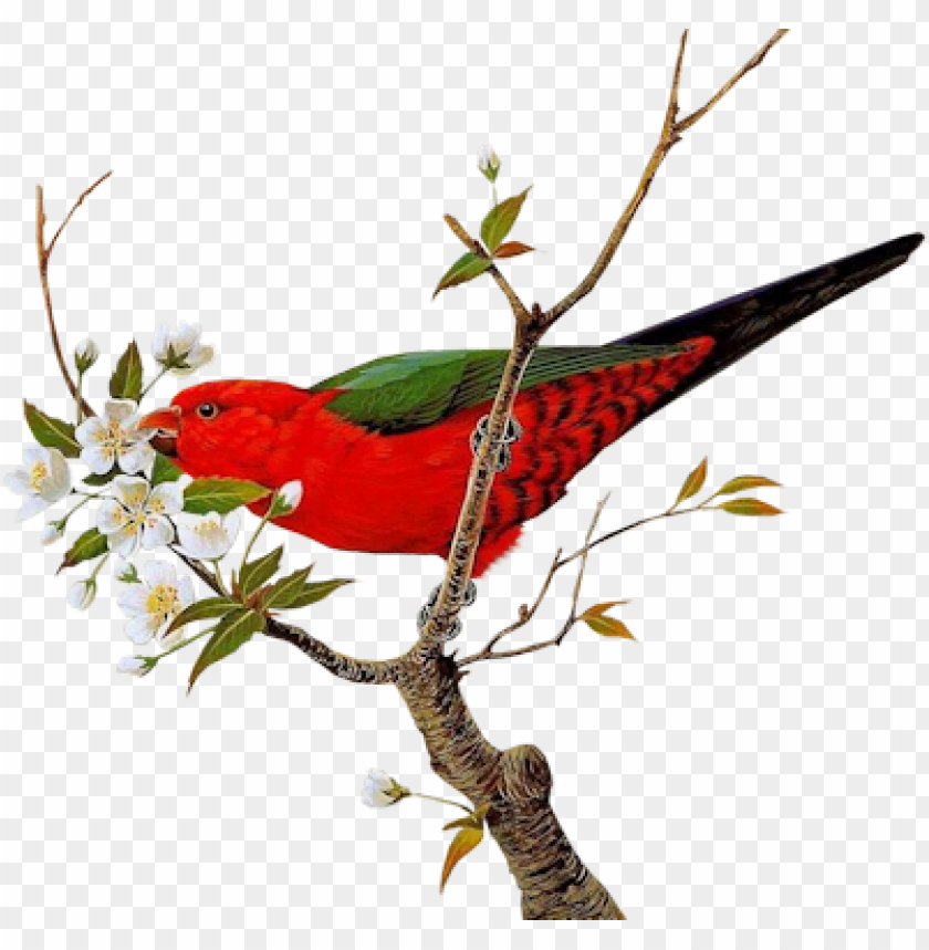 blossom-bird - bird and flower PNG image with transparent background@toppng.com