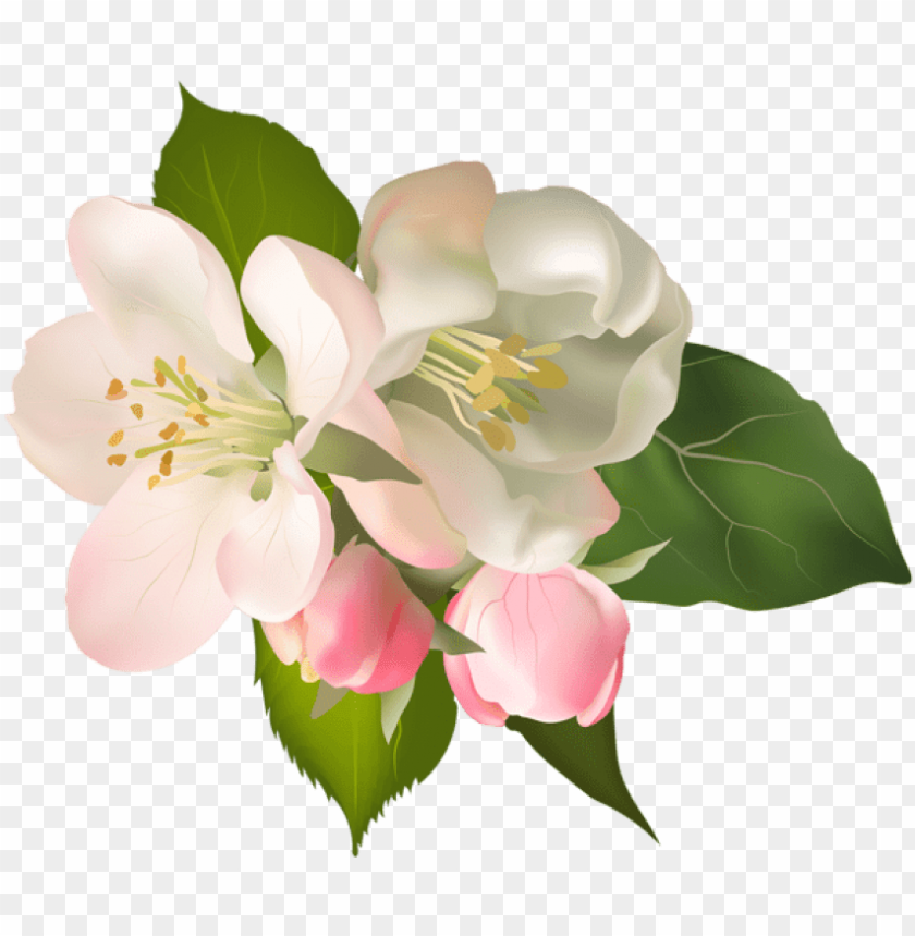 blossom spring fower png pear blossom flower PNG transparent with Clear Background ID 239284