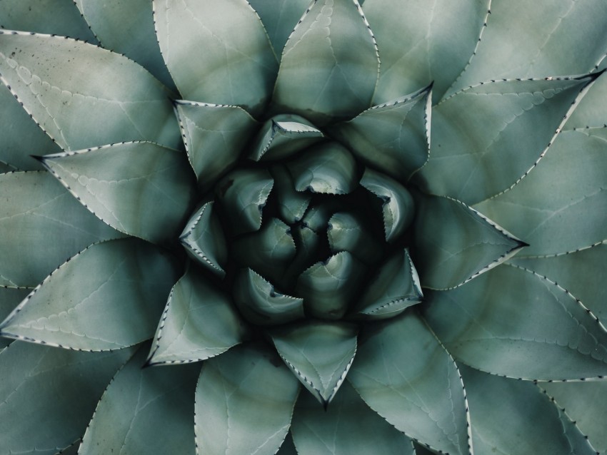 blue agave, agave, symmetry, plant, leaves