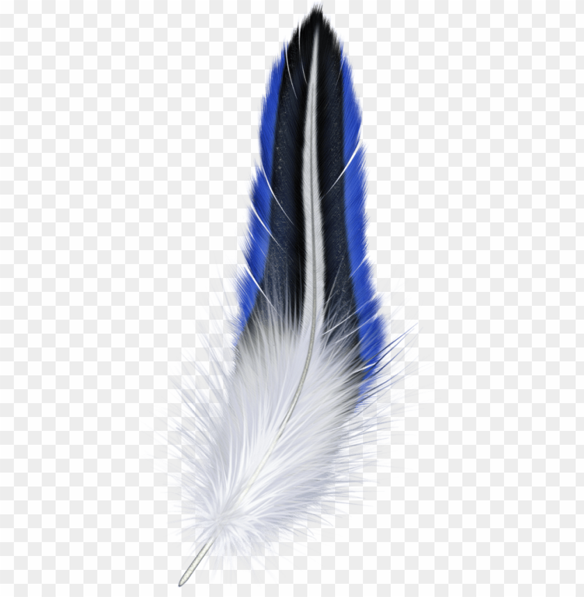 blue, and, white, feather