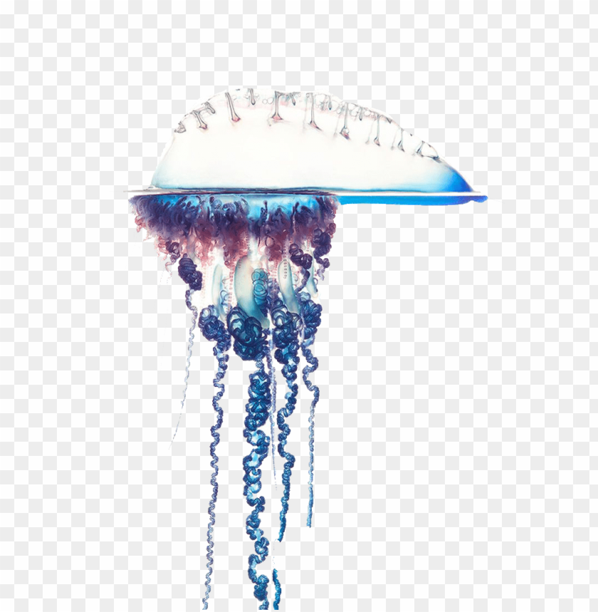 jellyfish,animals