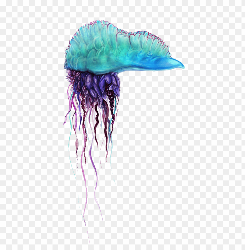 jellyfish,animals