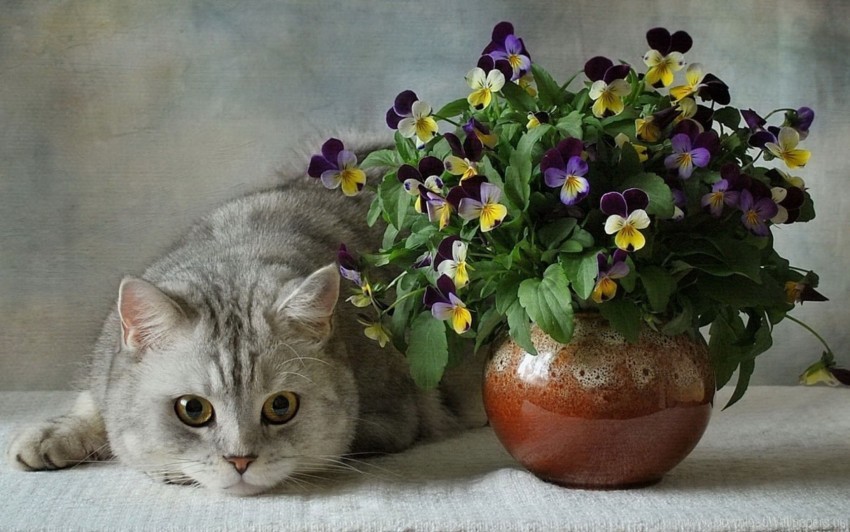 free PNG blue, british, cats, ceramic, flower, flowers, pansies, vase wallpaper background best stock photos PNG images transparent