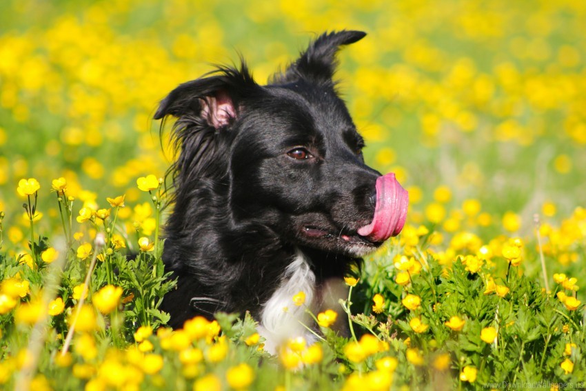 blue buttercups dog tongue licks field flowers green yellow wallpaper background best stock photos - Image ID 162083