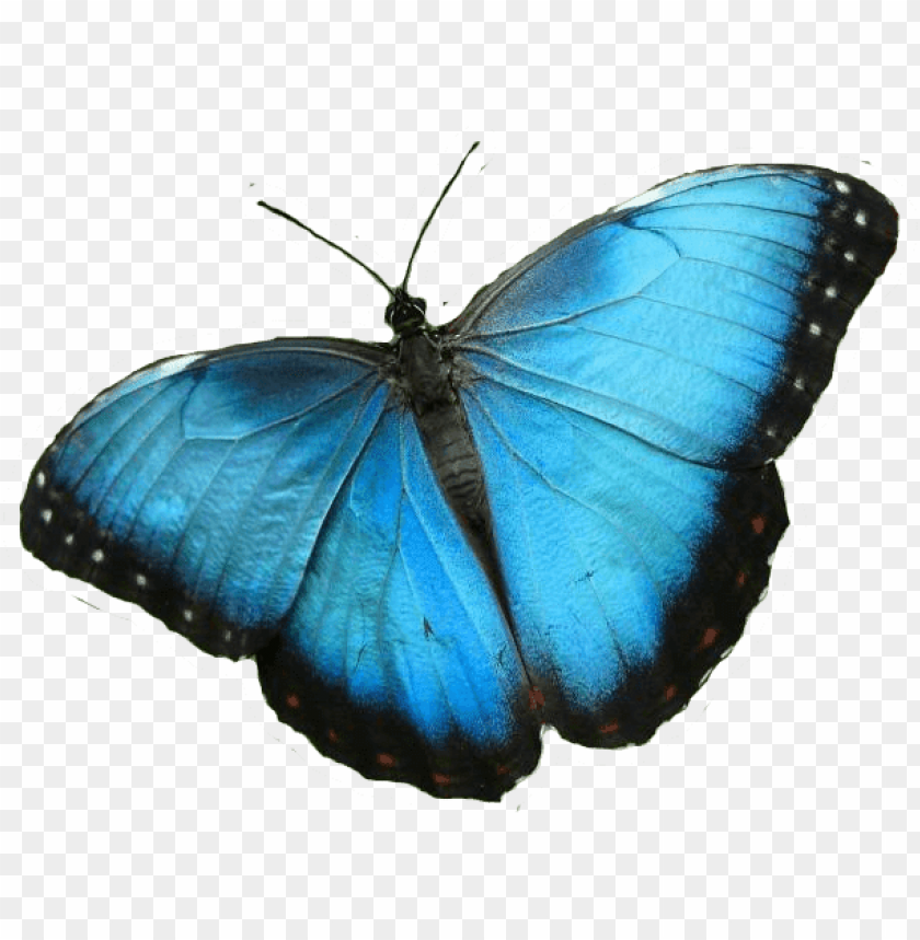 animals, insects, butterflies, blue butterfly, 