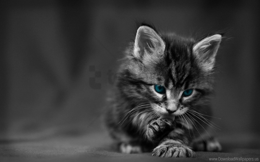 blue eyed cat furry kitten wash wallpaper background best stock photos - Image ID 148500